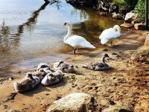 Nachwuchs am hauseigenen Strand